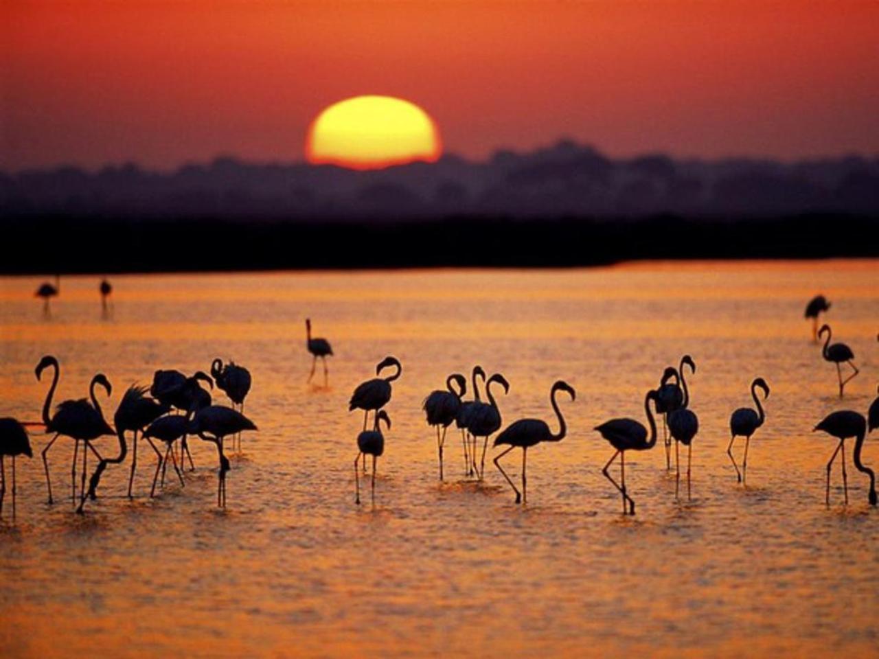 Alojamiento Rural Flamingo El Rocío Eksteriør bilde